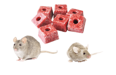 Poison de rat. Grain de blé coloré rouge contre les rats. Tas de