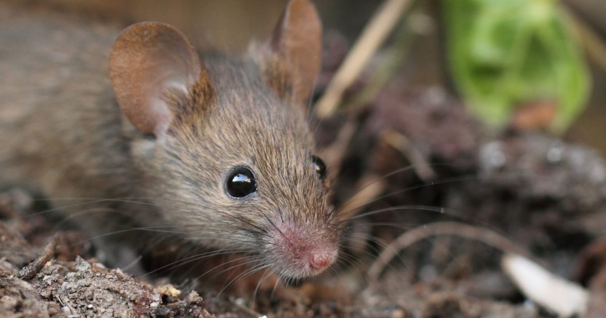 gallon detectie herhaling Wat is het verschil tussen een rat en een muis? Je leest… | Edialux