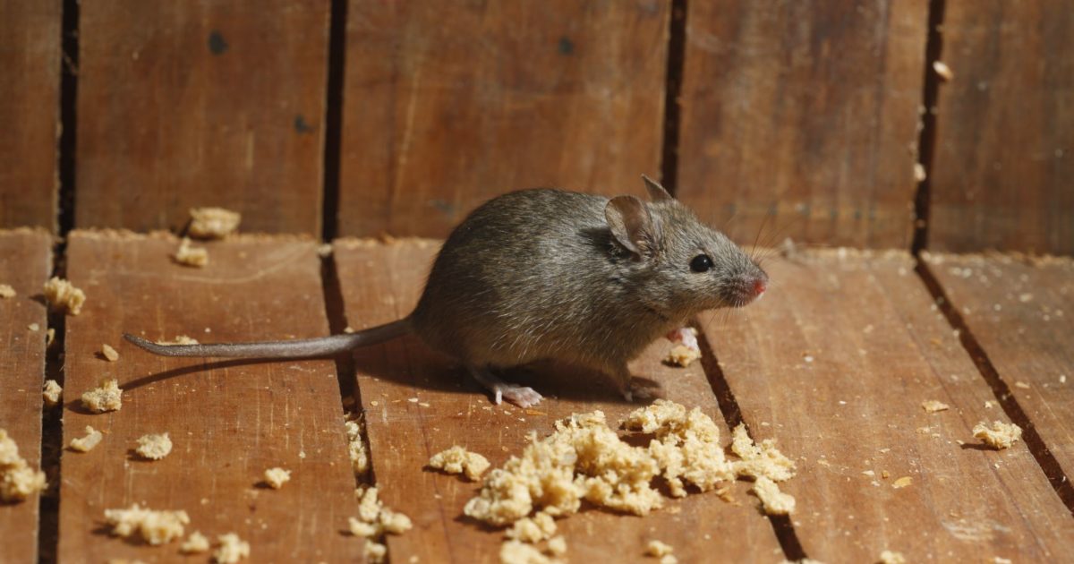 Gevlekt Kenia vertrekken Hoe ratten en muizen bestrijden? | Edialux