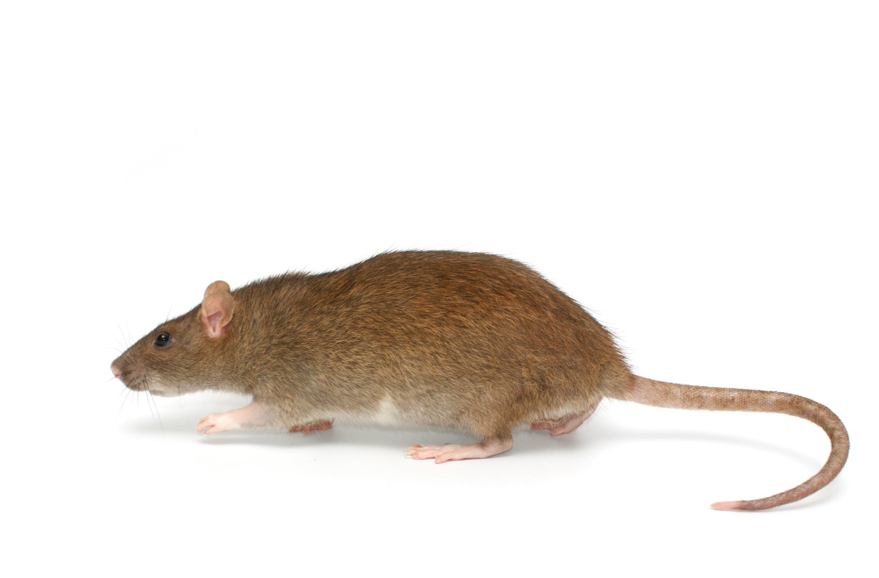 Schande lus gebruiker Wat is het verschil tussen een rat en een muis? Je leest… | Edialux