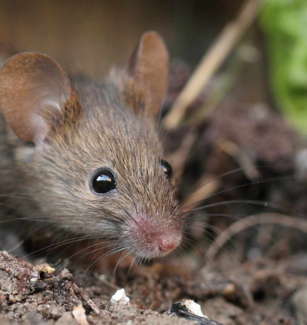 Wat is het verschil tussen een rat en een muis Je leest Edialux
